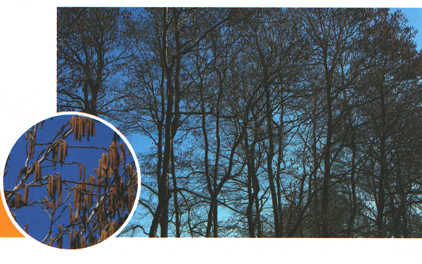 ハンノキ(榛の木) ハンノキ(榛の木)