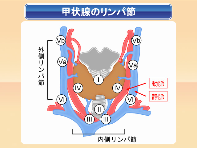 甲状腺のリンパ節 甲状腺のリンパ筋