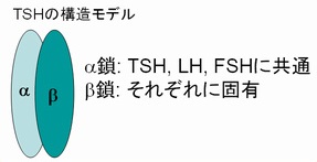TSH,LH,FSH構造 TSH,LH,FSH構造