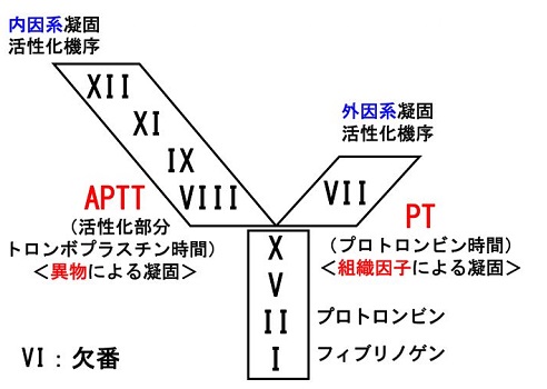 凝固カスケード 凝固カスケード
