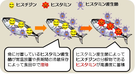 ヒスチジンがヒスタミンに変化 ヒスチジンがヒスタミンに変化