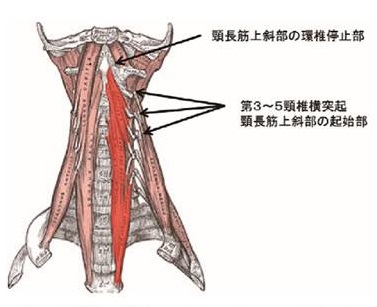 頸長筋 頸長筋