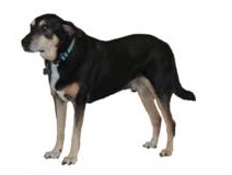 甲状腺がん探知犬 甲状腺がん探知犬