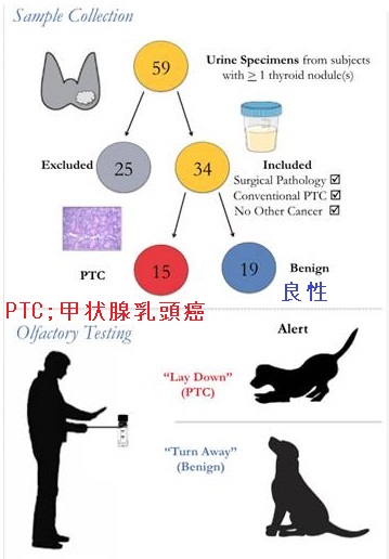 甲状腺がん探知犬 甲状腺がん探知犬