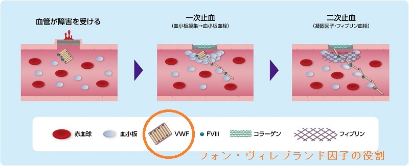 フォン・ヴィレブランド因子の役割 フォン・ヴィレブランド因子の役割