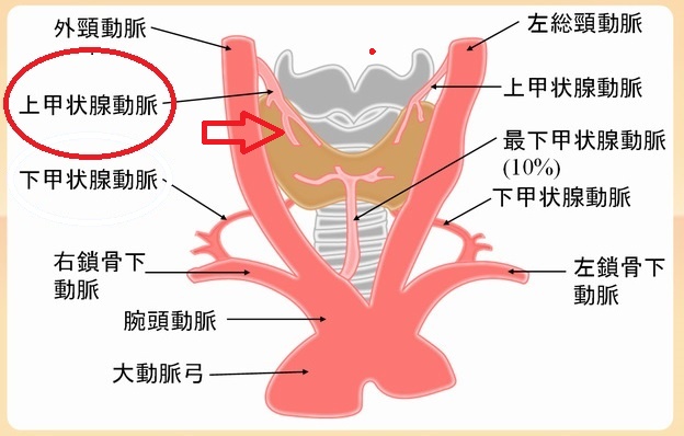 上甲状腺動脈分枝 上甲状腺動脈分枝