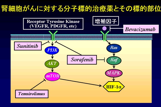 スニチニブ(スーテント®) スニチニブ(スーテント®)
