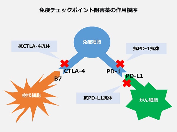 免疫チェックポイント阻害薬 PD-1とPD-L1 免疫チェックポイント阻害薬 PD-1とPD-L1