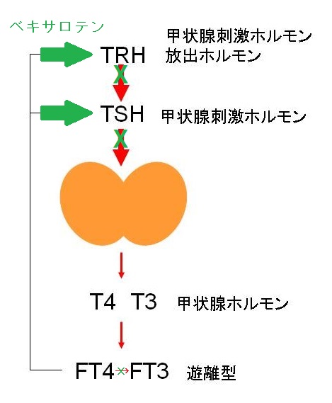 ベキサロテン (中枢性)下垂体性甲状腺機能低下症 ベキサロテン (中枢性)下垂体性甲状腺機能低下症