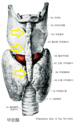 錐体葉 錐体葉