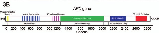 APC遺伝子 APC遺伝子