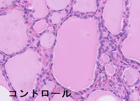 正常コントロール HE染色 正常コントロール HE染色