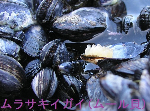 ムラサキイガイ(ムール貝) ムラサキイガイ(ムール貝)