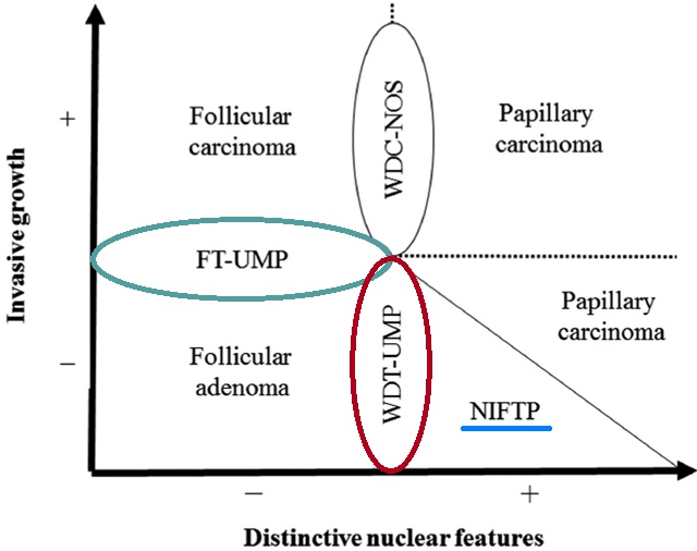 NIFTP，WDT-UMPの概念