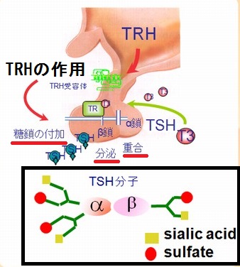 下垂体TSH合成・分泌