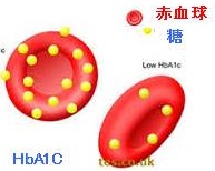 HbA1C（ヘモグロビン・エイワンシー）