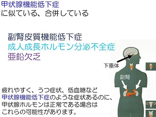 低下 甲状腺 ホルモン 甲状腺ホルモン・副甲状腺ホルモン