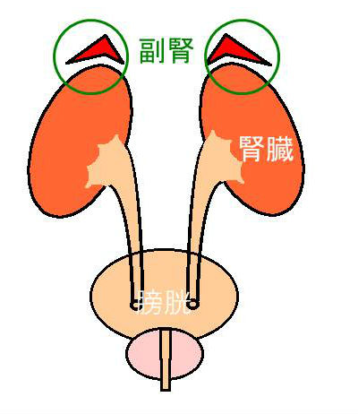 メタボと思っていても実は！？----副腎、クッシング症候群