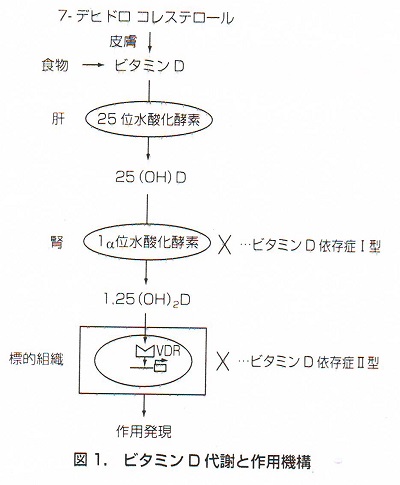 メトホルミン側と勃起不全