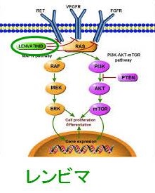 レンバチニブ（商品名：レンビマ）