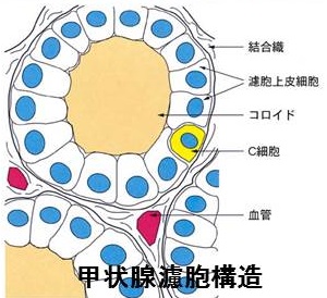 甲状腺の傍濾胞細胞（C細胞）