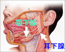 橋本病合併シェーグレン症候群：唾液腺（耳下腺・顎下腺）エコー