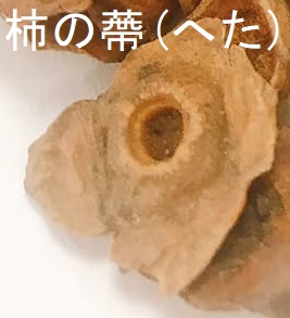 柿の蔕(へた) 柿の蔕(へた)