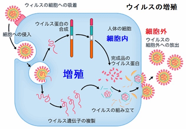 症状インポテンス