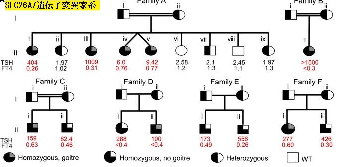 SLC26A7遺伝子変異の家系