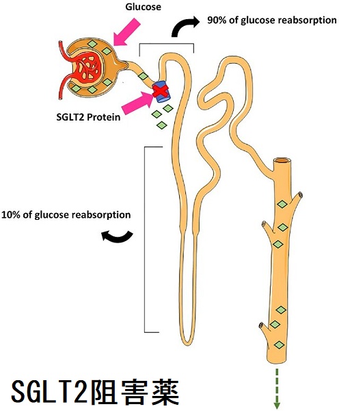 SGLT2阻害薬 SGLT2阻害薬