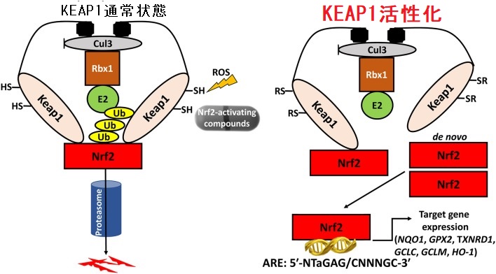 Keap1（Kelch-like ECH associated protein 1）遺伝子変異