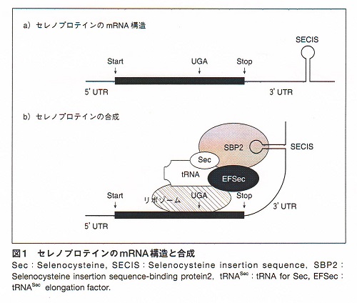 セレン 欠乏症 の 診療 指針 2016