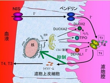 サイログロブリン、一体何をやってるの？