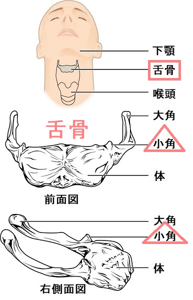 舌骨小角 解剖図