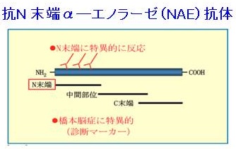 抗N末端α―エノラーゼ（NAE）抗体