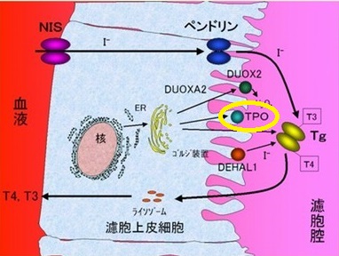 甲状腺 ペルオキシダーゼ と は