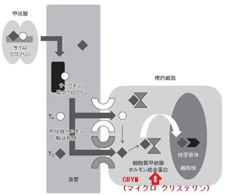 甲状腺と筋萎縮性側索硬化症（ALS）