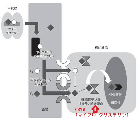 甲状腺機と筋萎縮性側索硬化症（ALS）