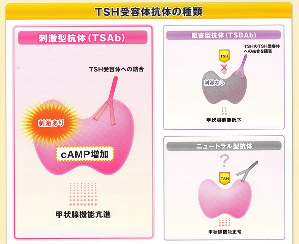 甲状腺の保険外検査甲状腺の保険外検査（TSAb,TSBAb,IgG4)