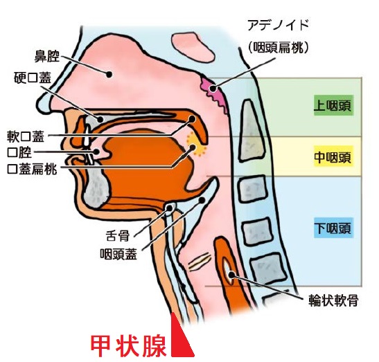 甲状腺と咽頭・喉頭　看護roo