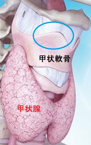 甲状軟骨