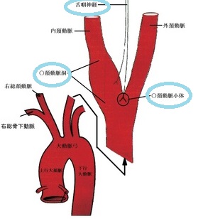 頸動脈洞反射（頸動脈洞症候群、頸動脈洞過敏）
